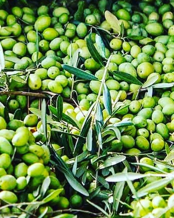 2024 HARVEST

#oliveoil #foodie #australiafood #chef #food #italianfood #melbournefood